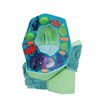 Plant cell model