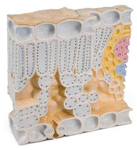 Leaf Cross Section of Beech (Fagus sylvatica), Model