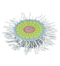 Absorption Zone of the Root (Sinapis alba), Model