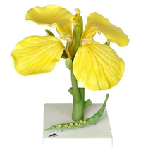 Canola Blossom (Brassica napus ssp. oleifera), Model