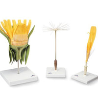 Dandelion Flower (Taraxum officinale), Model