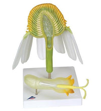 Chamomile Blossom (Matricaria chamomilla) Model