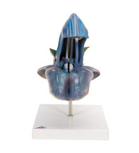 Meadow Clary Blossom (Salvia pratensis), Model