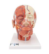 Head Musculature Model with Blood Vessels - 3B Smart Anatomy