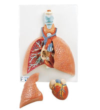 Variant Image (shared)