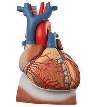 Heart and Diaphragm Model, 3 times Life-Size, 10 part - 3B Smart Anatomy