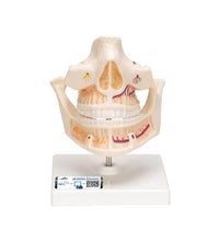 Adult Denture Model with Nerves and Roots - 3B Smart Anatomy