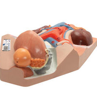 Male Urinary System Model, 3/4 Life-Size - 3B Smart Anatomy