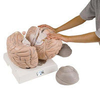 Giant Human Brain Model, 2.5 times Full-Size, 14 part - 3B Smart Anatomy