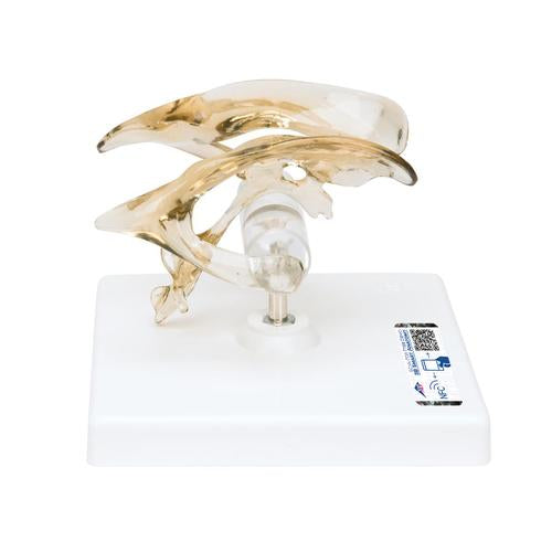 Human Brain Ventricle Model - 3B Smart Anatomy