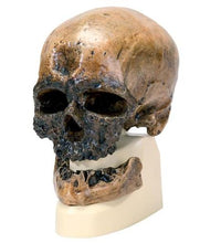 Replica Homo Sapiens Skull (Crô-Magnon)