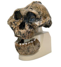 Replica Australopithecus Boisei Skull (KNM-ER 406 + Omo L7A-125)