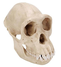 Chimpanzee Skull (Pan troglodytes), Female. Replica