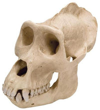 Gorilla Skull (Gorilla gorilla), Male, Replica
