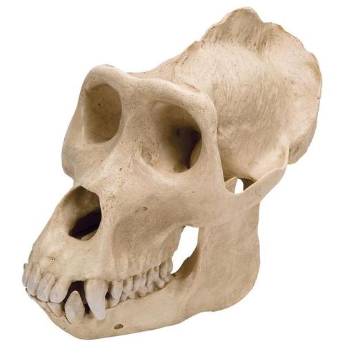 Gorilla Skull (Gorilla gorilla), Male, Replica