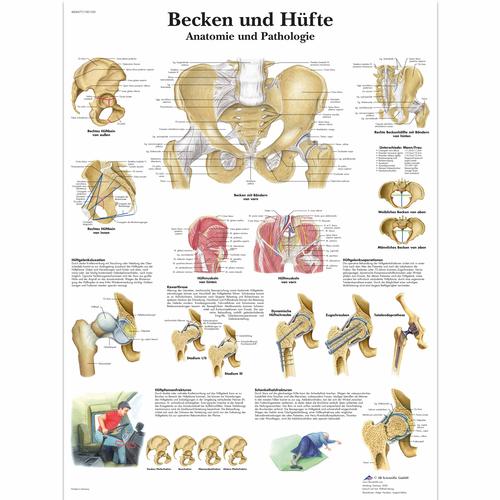 Becken und Hüfte - Anatomie und Pathologie