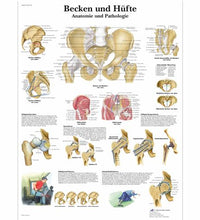 Becken und Hüfte - Anatomie und Pathologie
