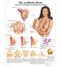 Die weibliche Brust - Anatomie, Pathologie und Selbstuntersuchung