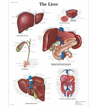 Liver Chart