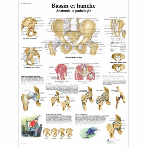 Bassin et hanche - Anatomie et pathologie
