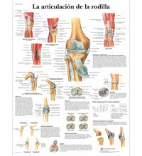 La articulación de la rodilla