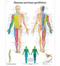 Sistema nervioso periférico