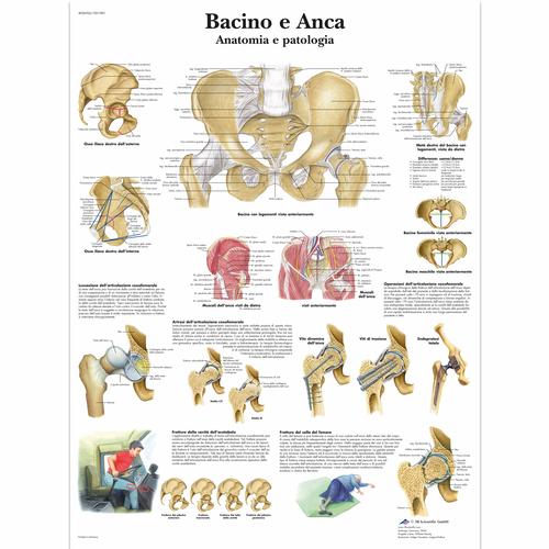 Bacino e Anca - Anatomia e patologia