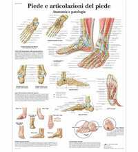 Piede e articolazione del piede