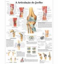 A Articulacao do Joelho, 50x67 cm, Laminado