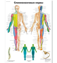 Spinal Nerves Chart