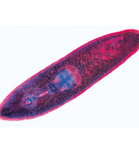 Variant Image (shared)
