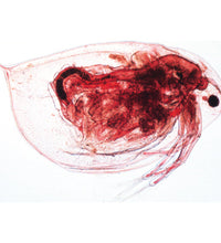 Crustacea - German Slides