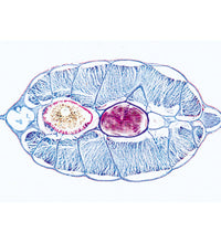 Cephalochordata (Acrania) - French