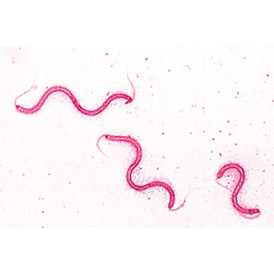 Bacteria, Basic Set - Portuguese Slides