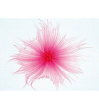 Angiospermae II. Cells and Tissues - German Slides