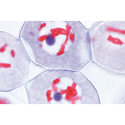 Plant Cell - German Slides