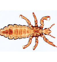 Insect (Insecta) - English Slides