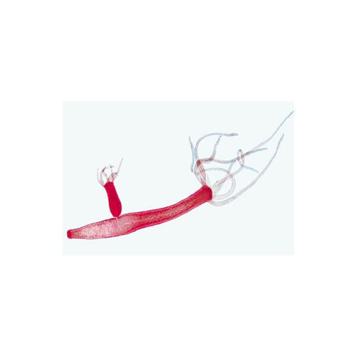 School Set A for General Biology, Elementary Set, 25 microscope slides - Italian Slides