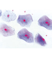 Normal Human Histology, Large Set, Part I. - French