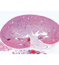 Variant Image (shared)