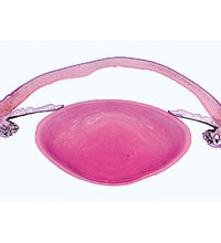 Sensory Organs - German Slides