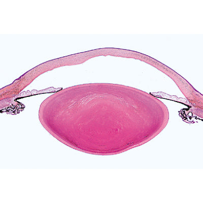 Sensory Organs - German Slides