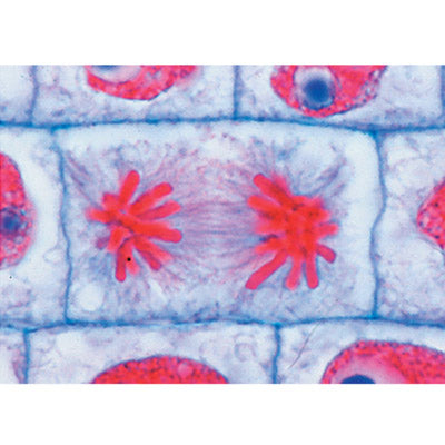 School Set A  (General Biology) - Portuguese Slides