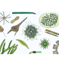 The Microscopic Life in the Water, Part II - Portuguese Slides