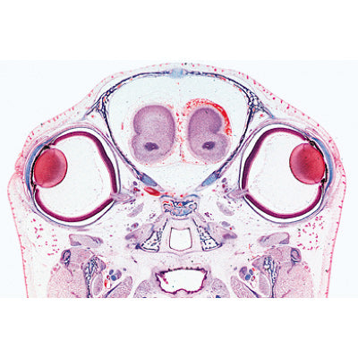 Series III. Organs of Sense - English Slides