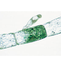 Cryptogamae, Supplementary Set II - English Slides