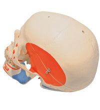 Variant Image (shared)
