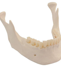 Variant Image (shared)