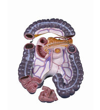 Spare large intestine package, 3 parts
