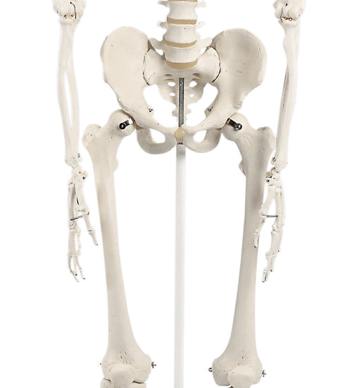 Stan the classic skeleton on roller stand